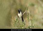 078 - 878 Black-throated Sparrow