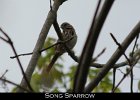 078 - 890 Song Sparrow