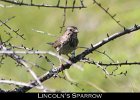 078 - 891 Lincoln's Sparrow