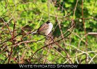 078 - 893 White-throated Sparrow