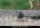 078 - 897 Dark-eyed Junco