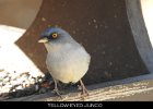 078 - 898 Yellow-eyed Junco