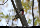079 - 912 Rose-breasted Grosbeak