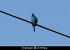 079 - 917 Indigo Bunting