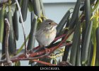 079 - 920 Dickcissel