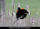 080 - 922 Red-winged Blackbird