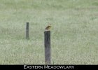 080 - 925 Eastern Meadowlark