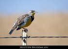 080 - 926 Western Meadowlark