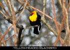 080 - 927 Yellow-headed Blackbird