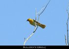 080 - 940 Bullock's Oriole