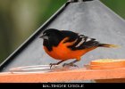 080 - 944 Baltimore Oriole