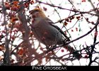 081 - 951 Pine Grosbeak