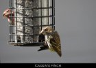 081 - 954 Cassin's Finch