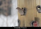 081 - 955 House Finch