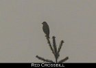 081 - 956 Red Crossbill