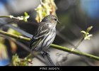 081 - 961 Pine Siskin