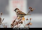 082 - 969 House Sparrow