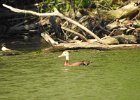 Black-bellied Whistling-Duck (12)
