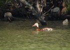Black-bellied Whistling-Duck (15)