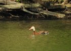 Black-bellied Whistling-Duck (16)
