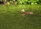 Black-bellied Whistling-Duck (18)