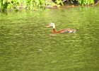Black-bellied Whistling-Duck (19)