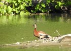 Black-bellied Whistling-Duck (22)