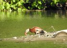 Black-bellied Whistling-Duck (23)
