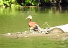 Black-bellied Whistling-Duck (24)