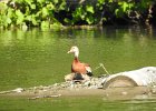 Black-bellied Whistling-Duck (25)