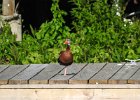 Black-bellied Whistling-Duck (28)