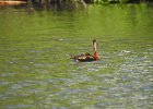 Black-bellied Whistling-Duck (9)