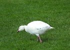 Snow Goose (100)