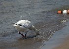 Snow Goose (101)