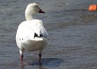 Snow Goose (102)