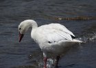 Snow Goose (103)
