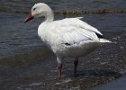 Snow Goose (104)