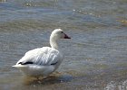 Snow Goose (105)