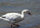 Snow Goose (106)
