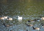 Snow Goose (116)