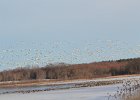 Snow Goose (72)