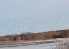 Snow Goose (73)