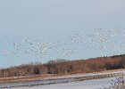Snow Goose (74)