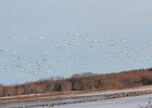 Snow Goose (75)