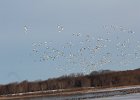 Snow Goose (76)