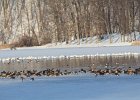 Snow Goose (77)