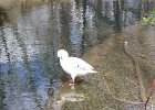 Snow Goose (87)