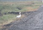 Snow Goose (88)