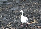 Snow Goose (89)