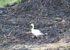 Snow Goose (90)